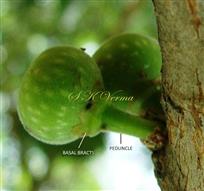  Hypanthodium